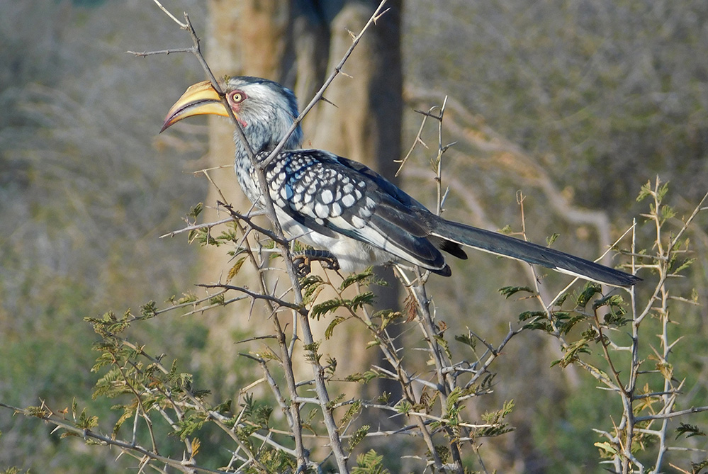 Daughters Photos Southern Yellow Billed Hornbill